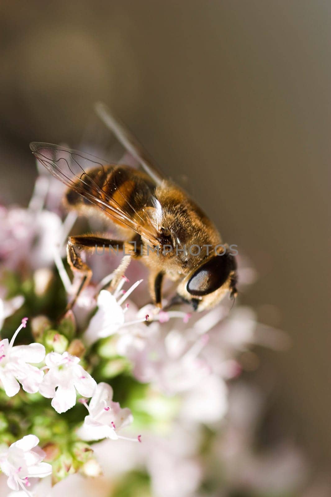Industrious bee