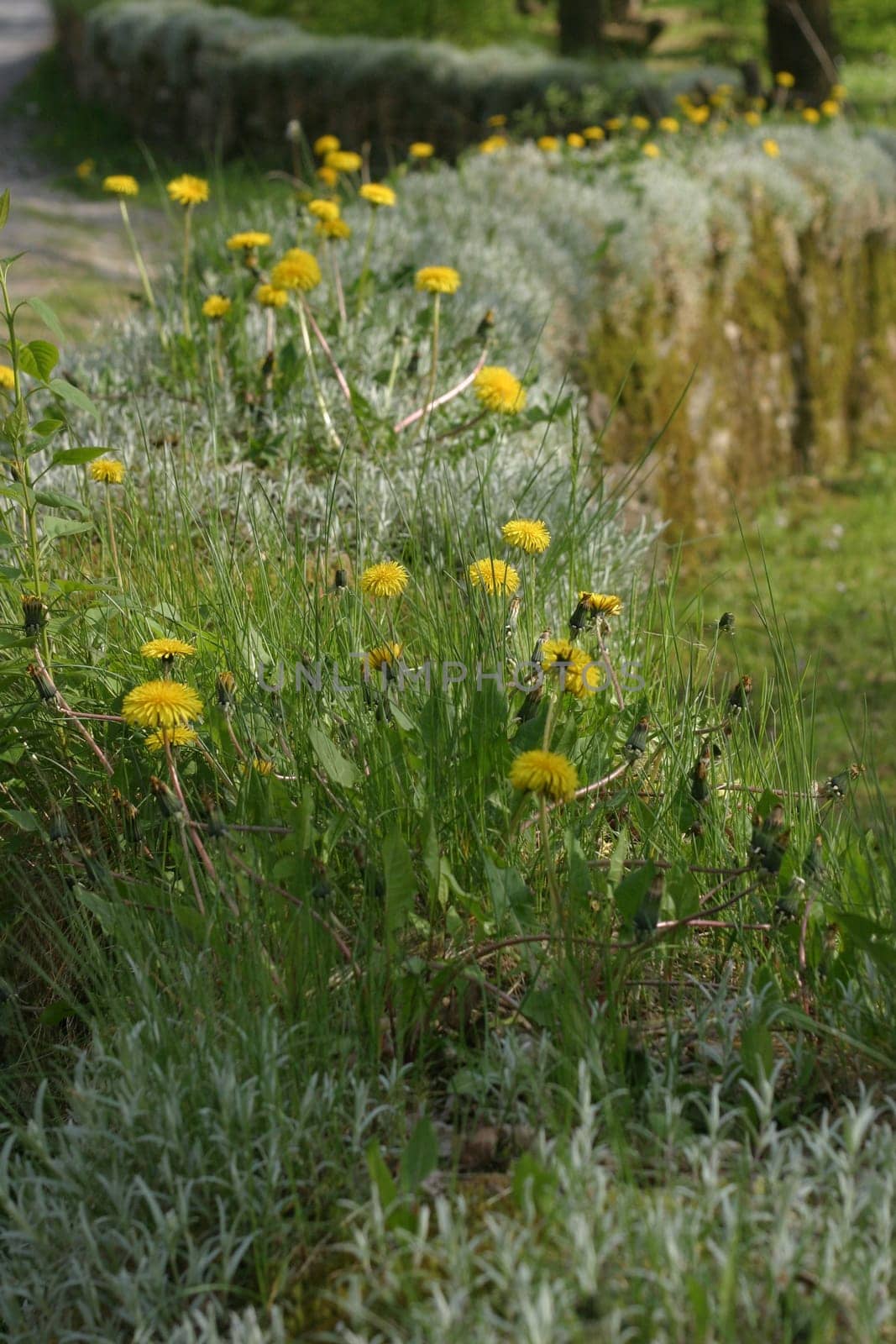 Wallflower