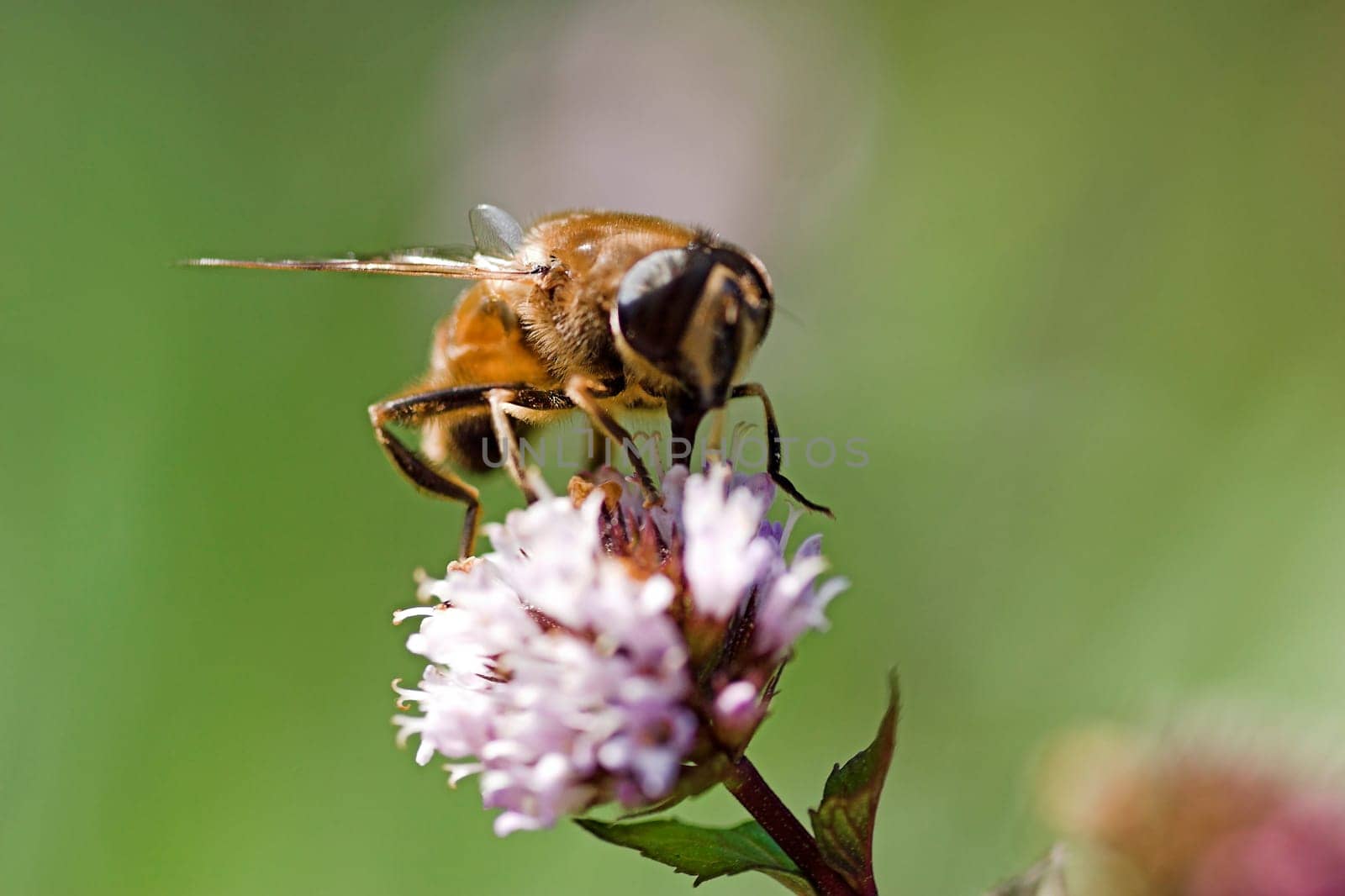 Sucking bee