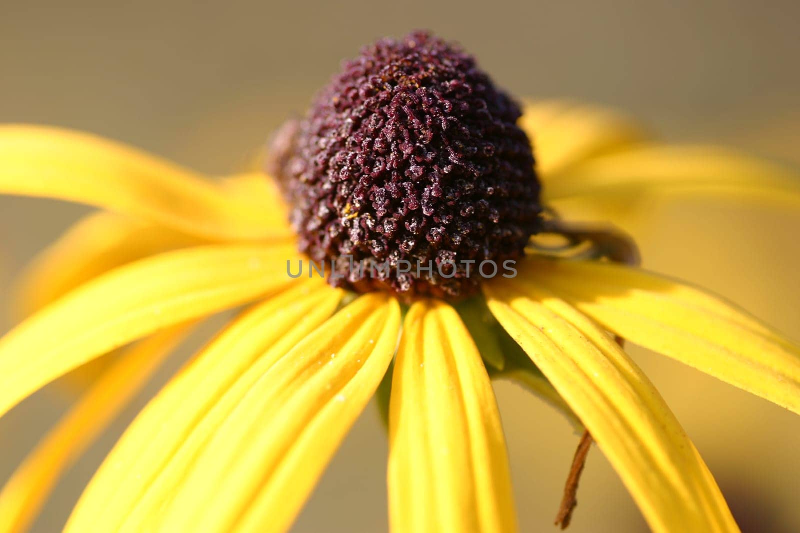 Coneflower