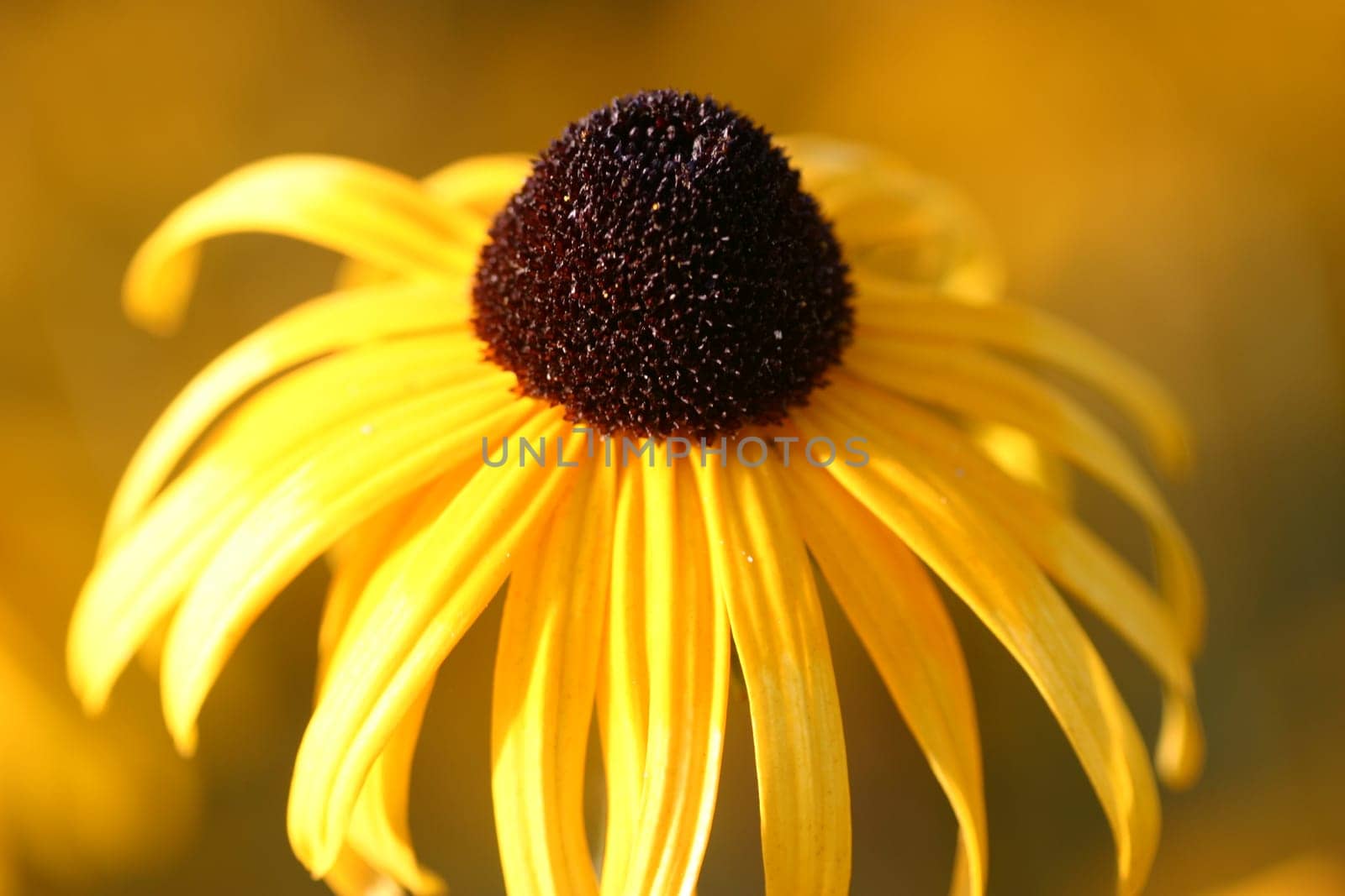 Yellow coneflower