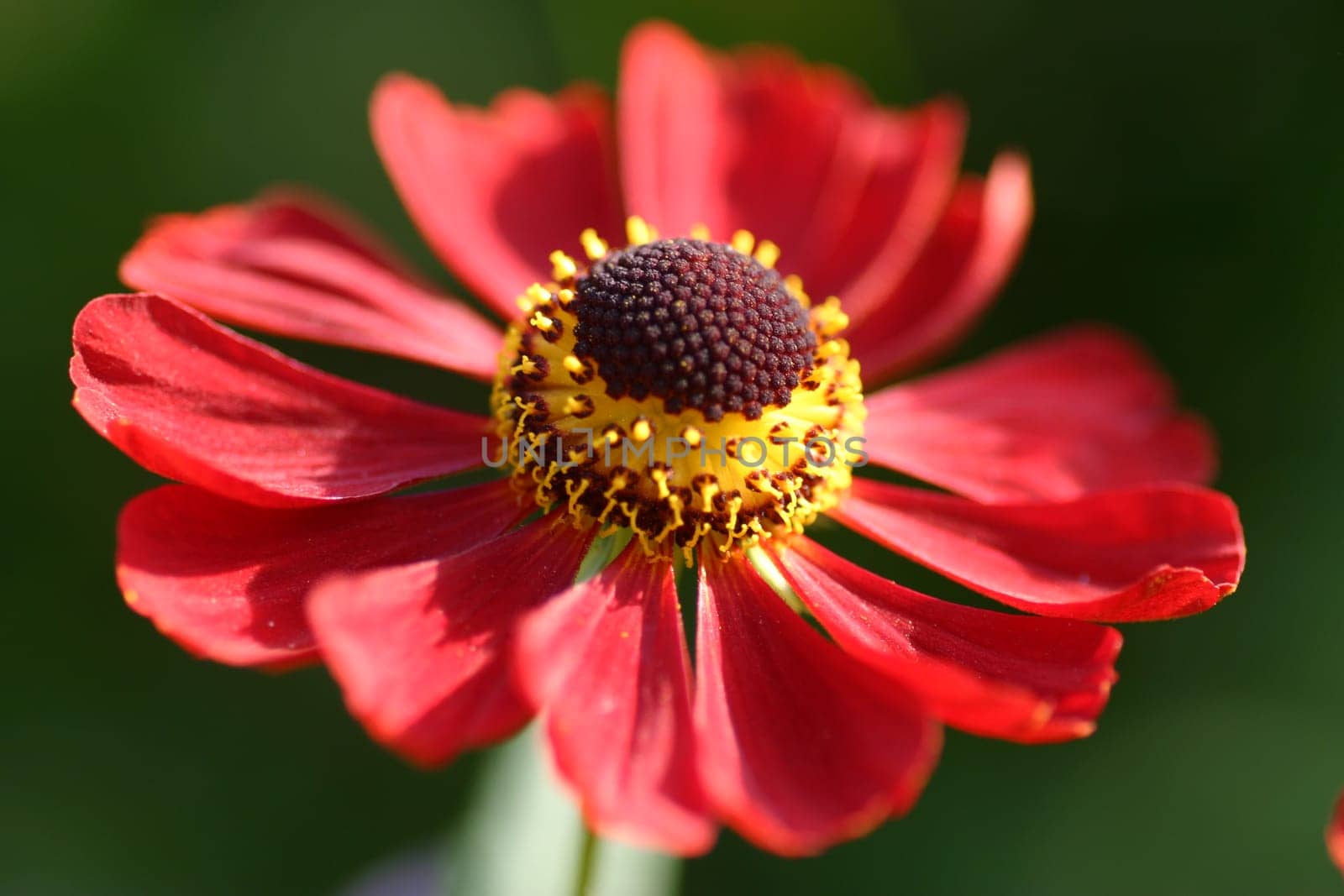 Cocadal flower