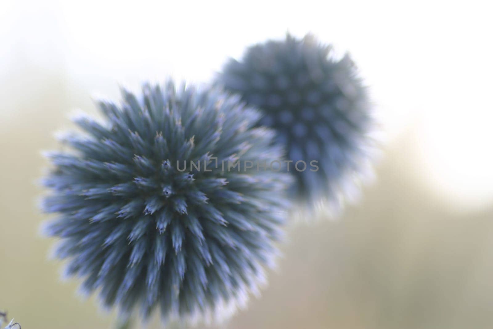 Diestelblüte