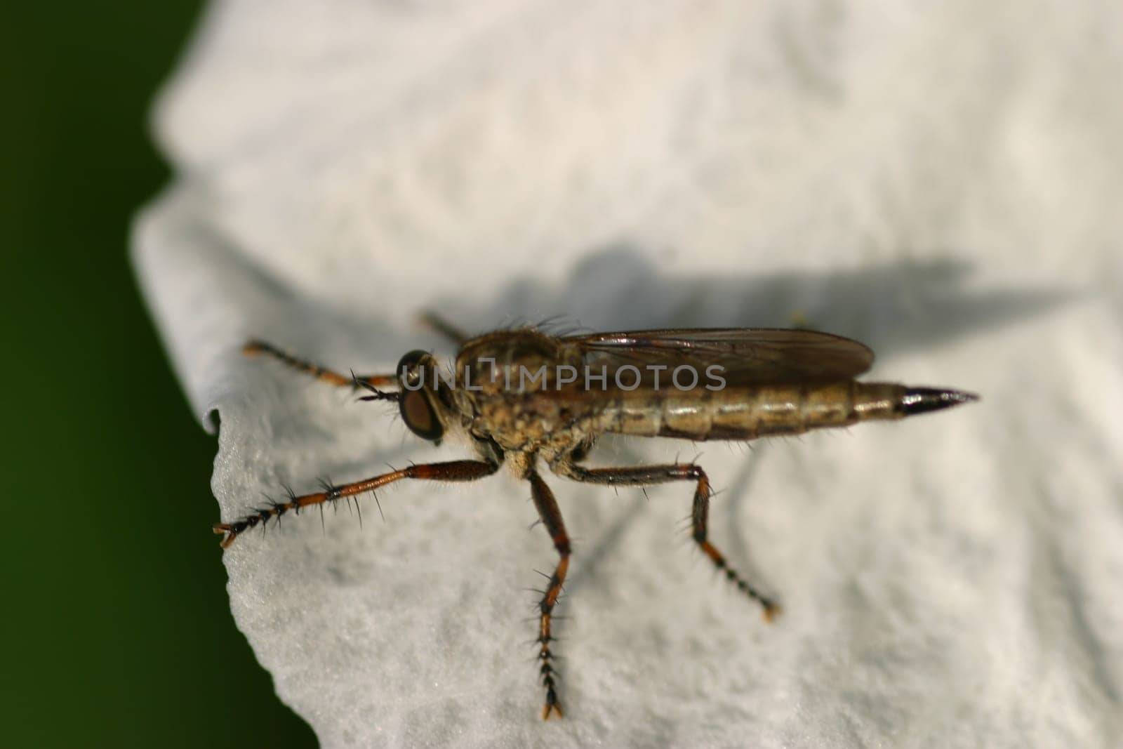 Who knows exactly what kind of insect it is?