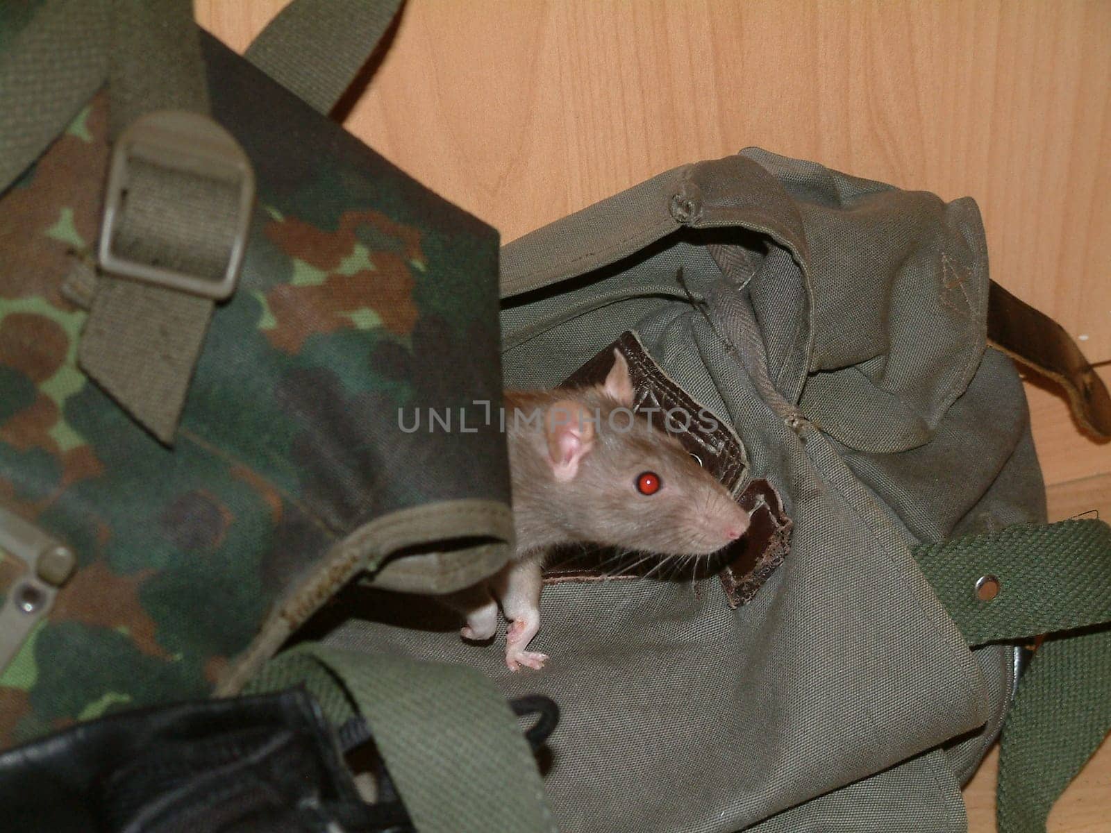 Small Rats Series. Hanni
