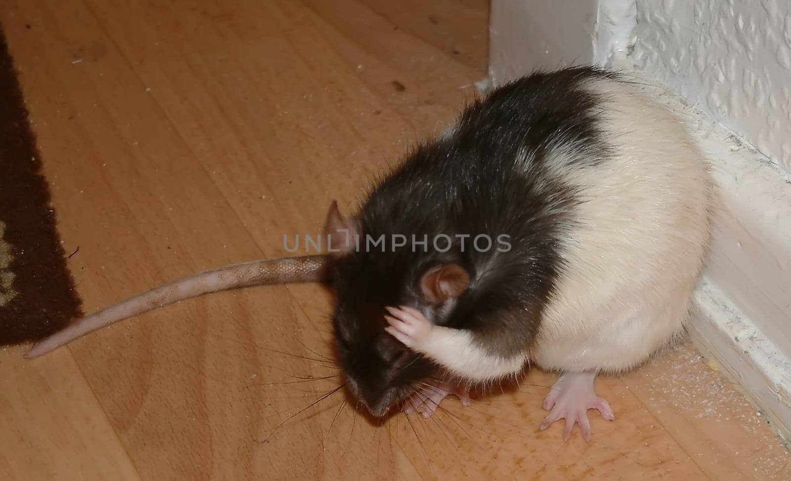 Small Rats Series.  Sally