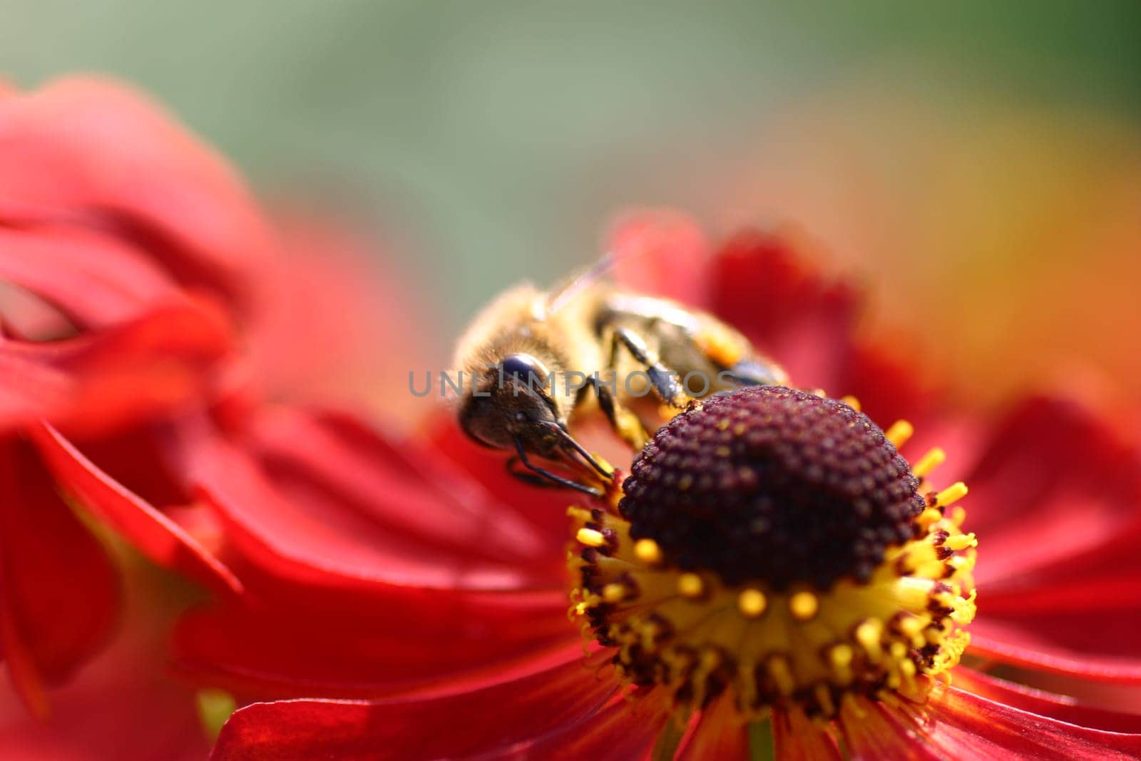 Bumblebee
