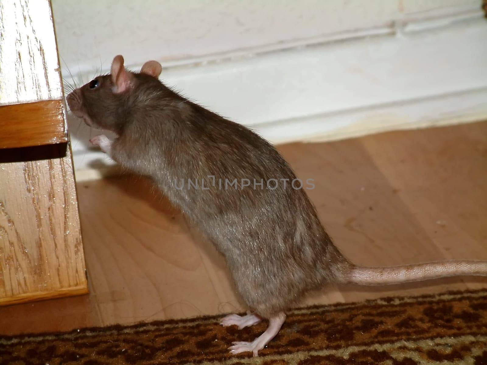Small Rats Series. Hanni