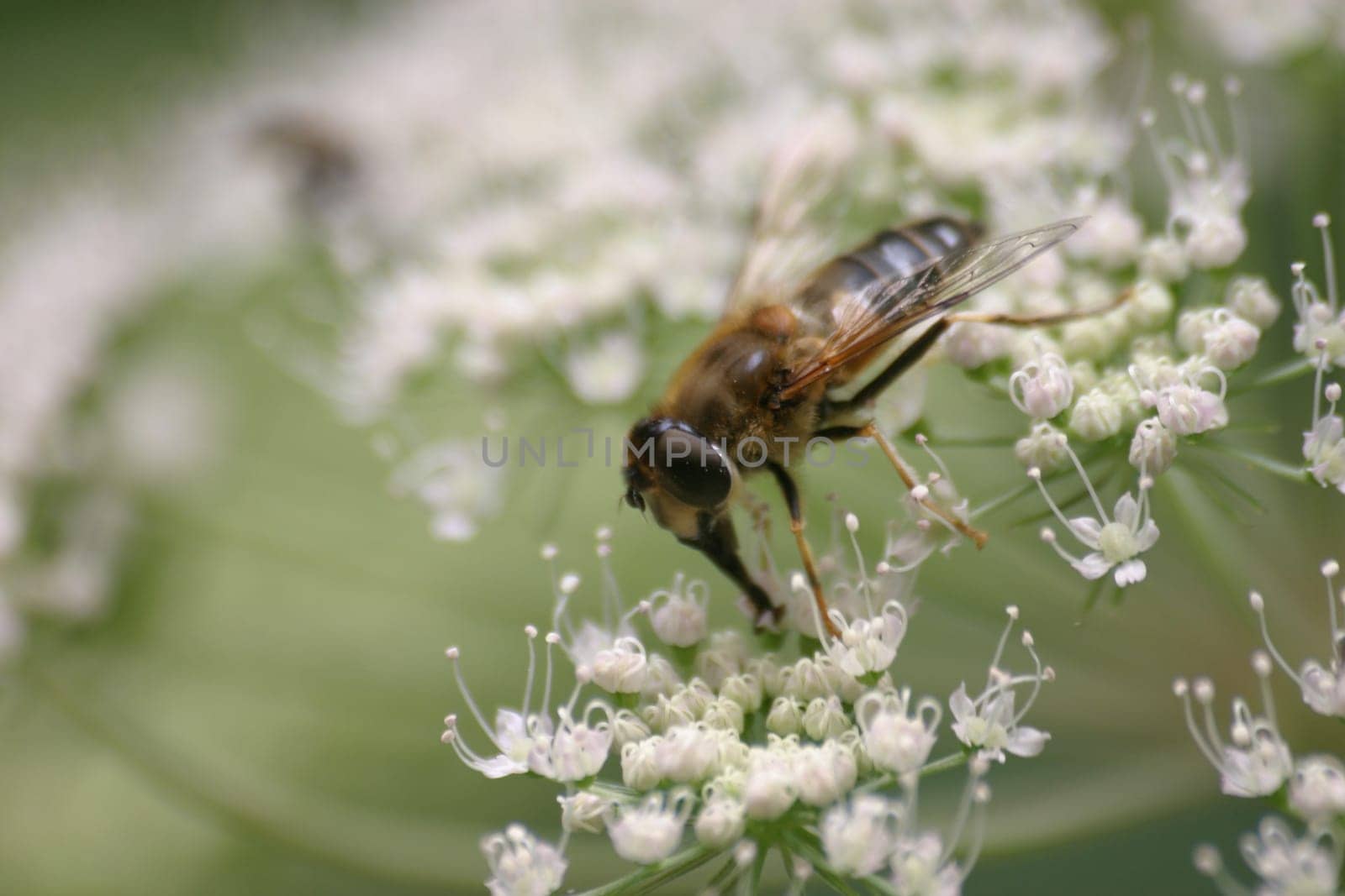 Hoverfly
