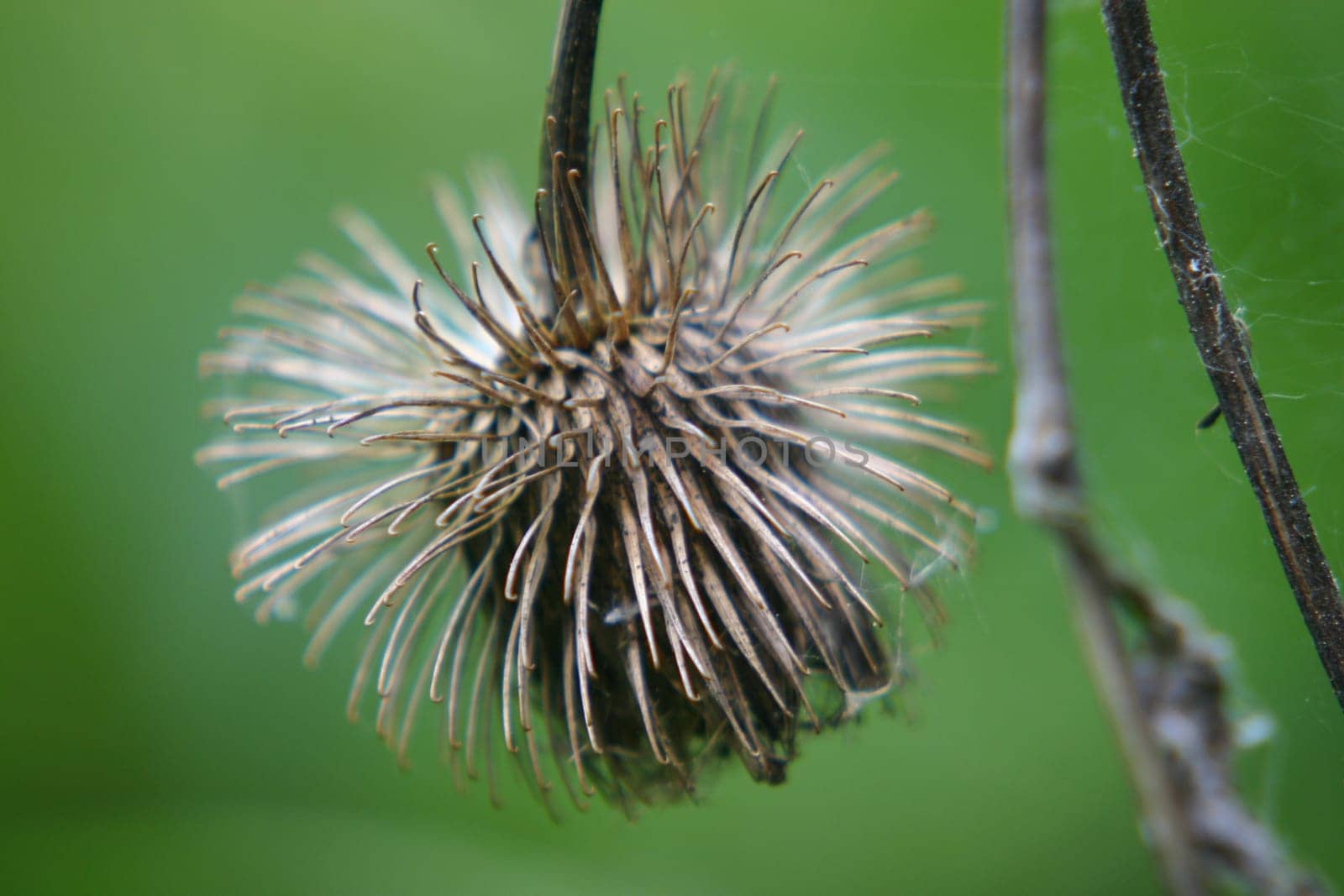 Dead thistle