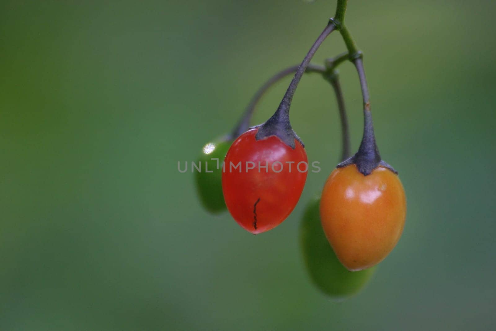 Variegated berries