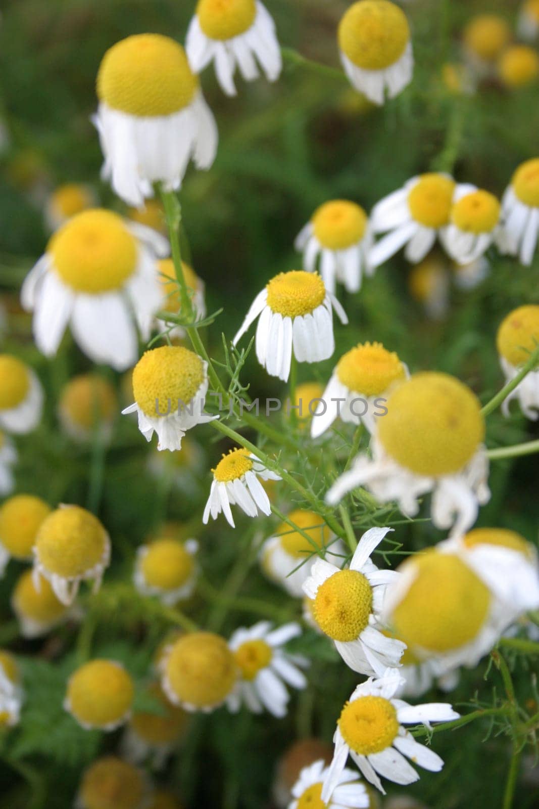 True chamomile