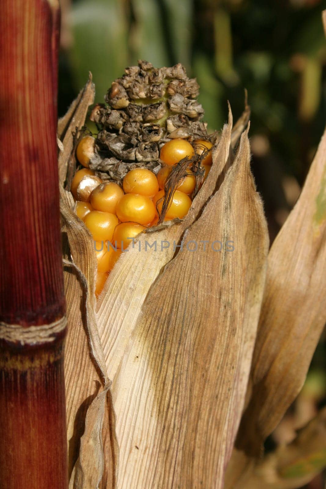 Corncob