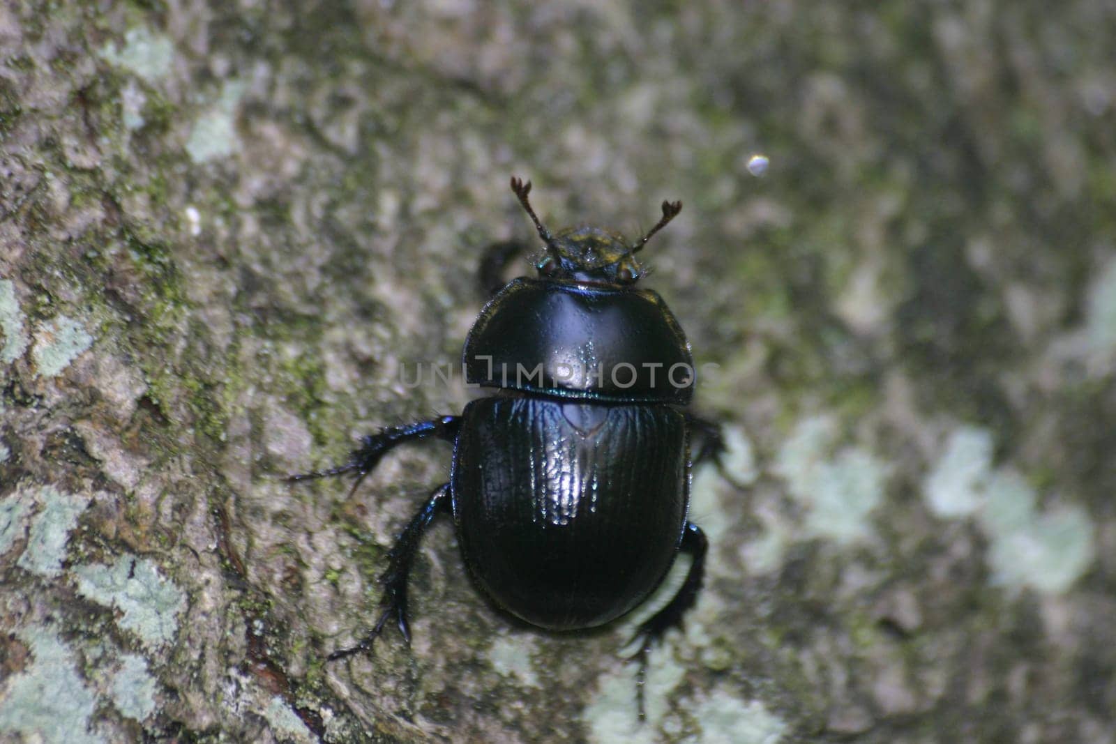 Dung beetle