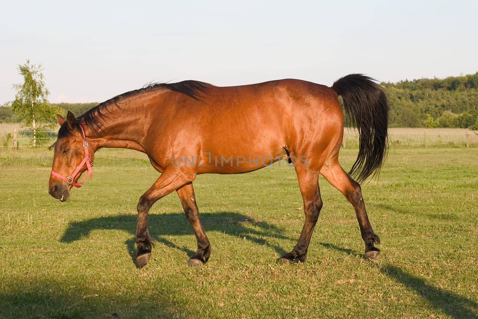 Horse 02