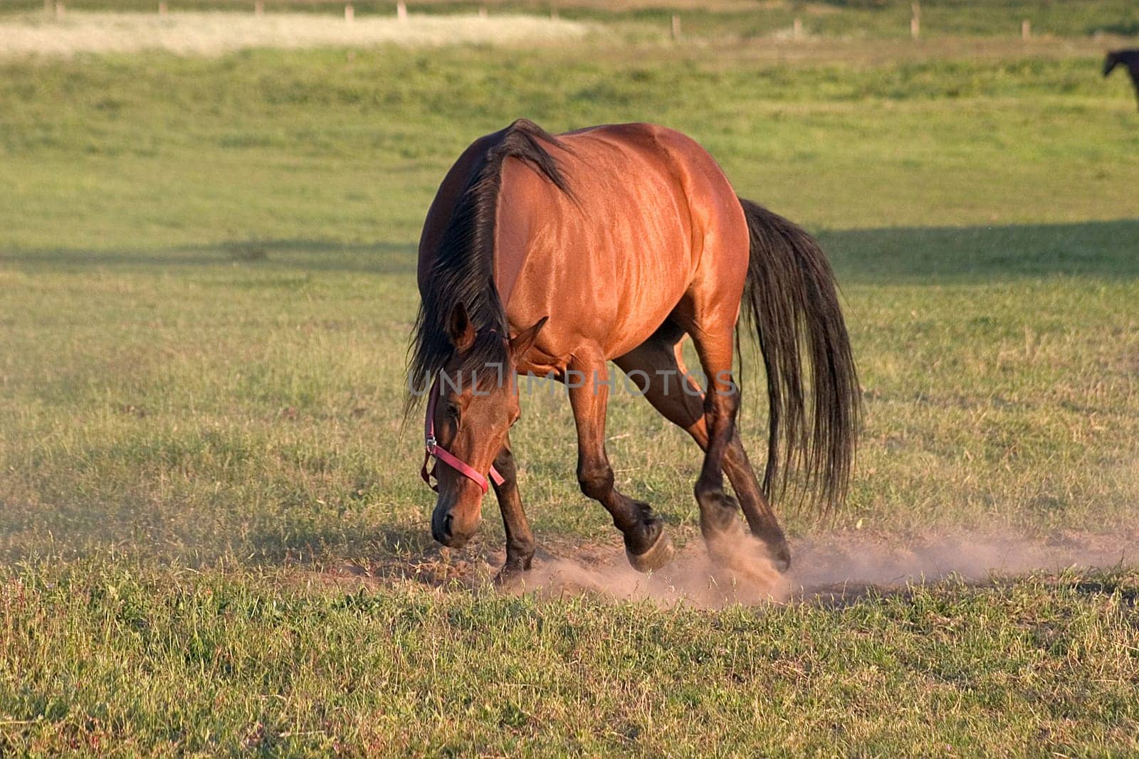Stallion 02