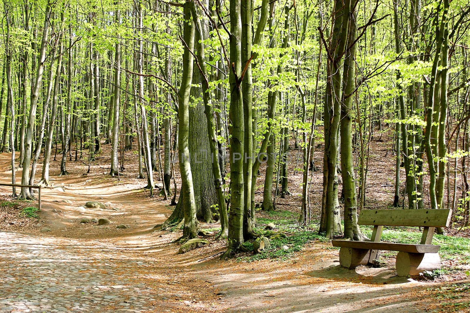 Forest path with bench