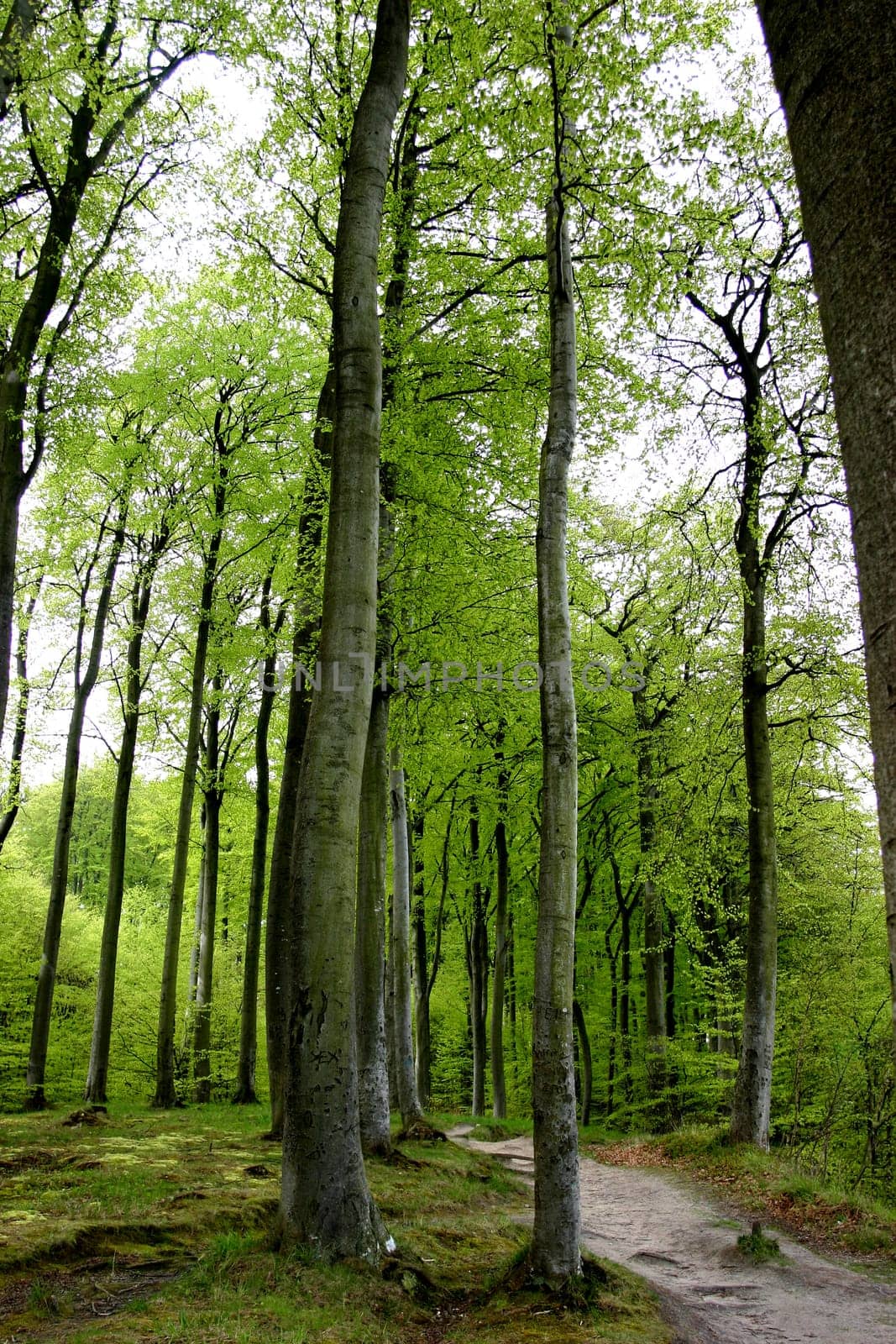 Waldweg 02