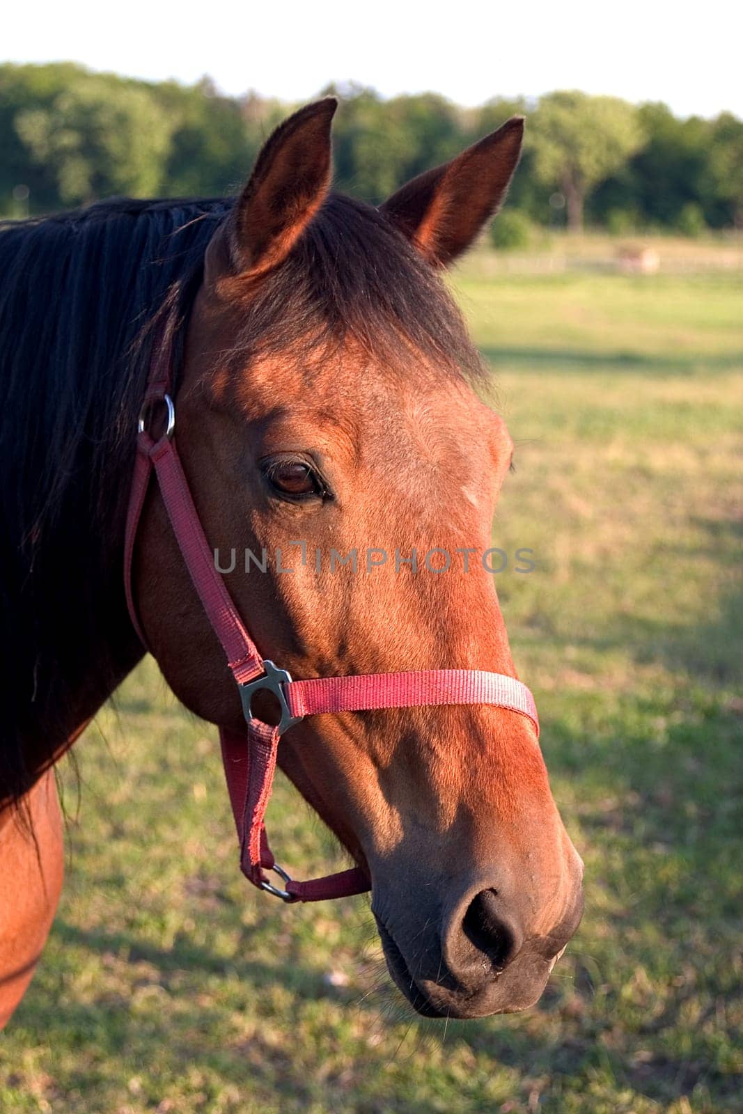 Horse's Head 01