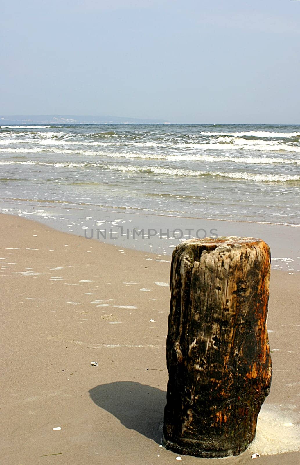 tree trunk on the beach 01
