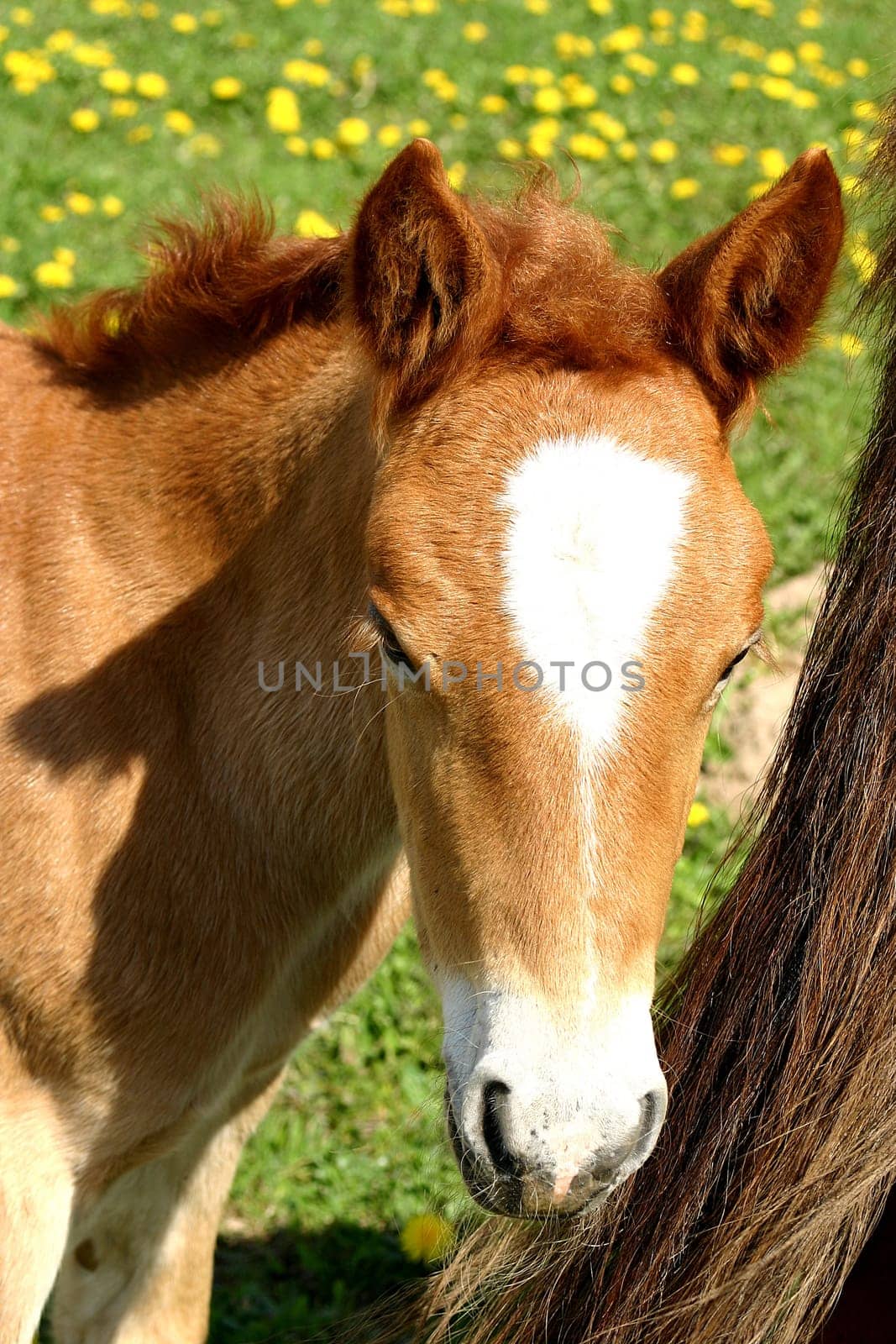 Foal portrait