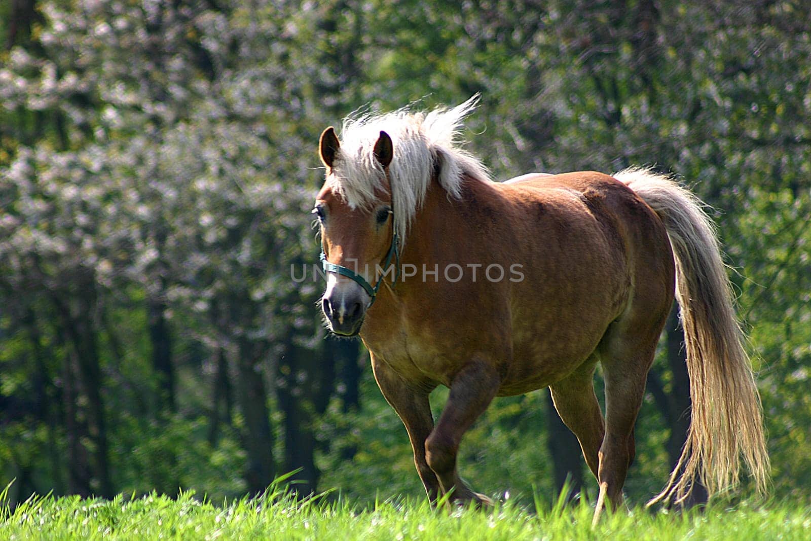Horse 08
