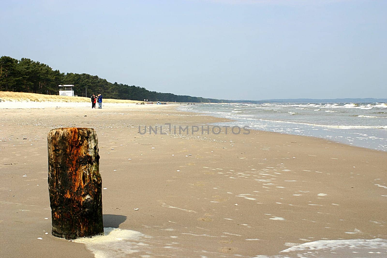 Tree trunk on the beach 02