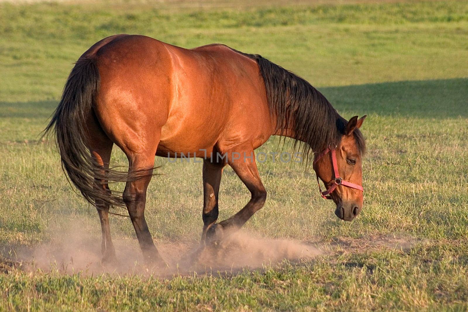 Stallion
