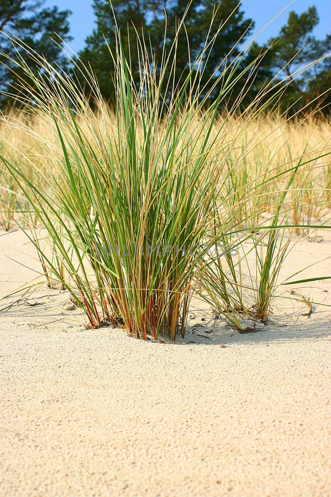 Beach grass 02