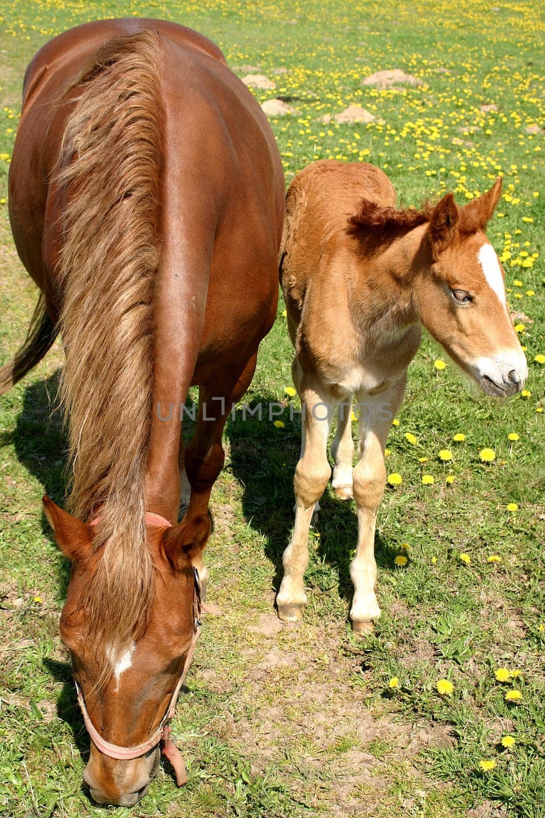 Mother and Child
