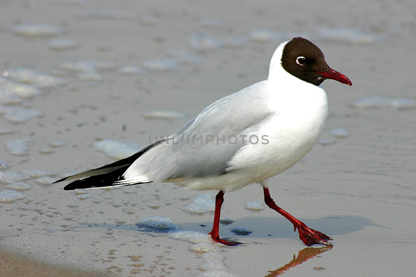Seagull on the beach