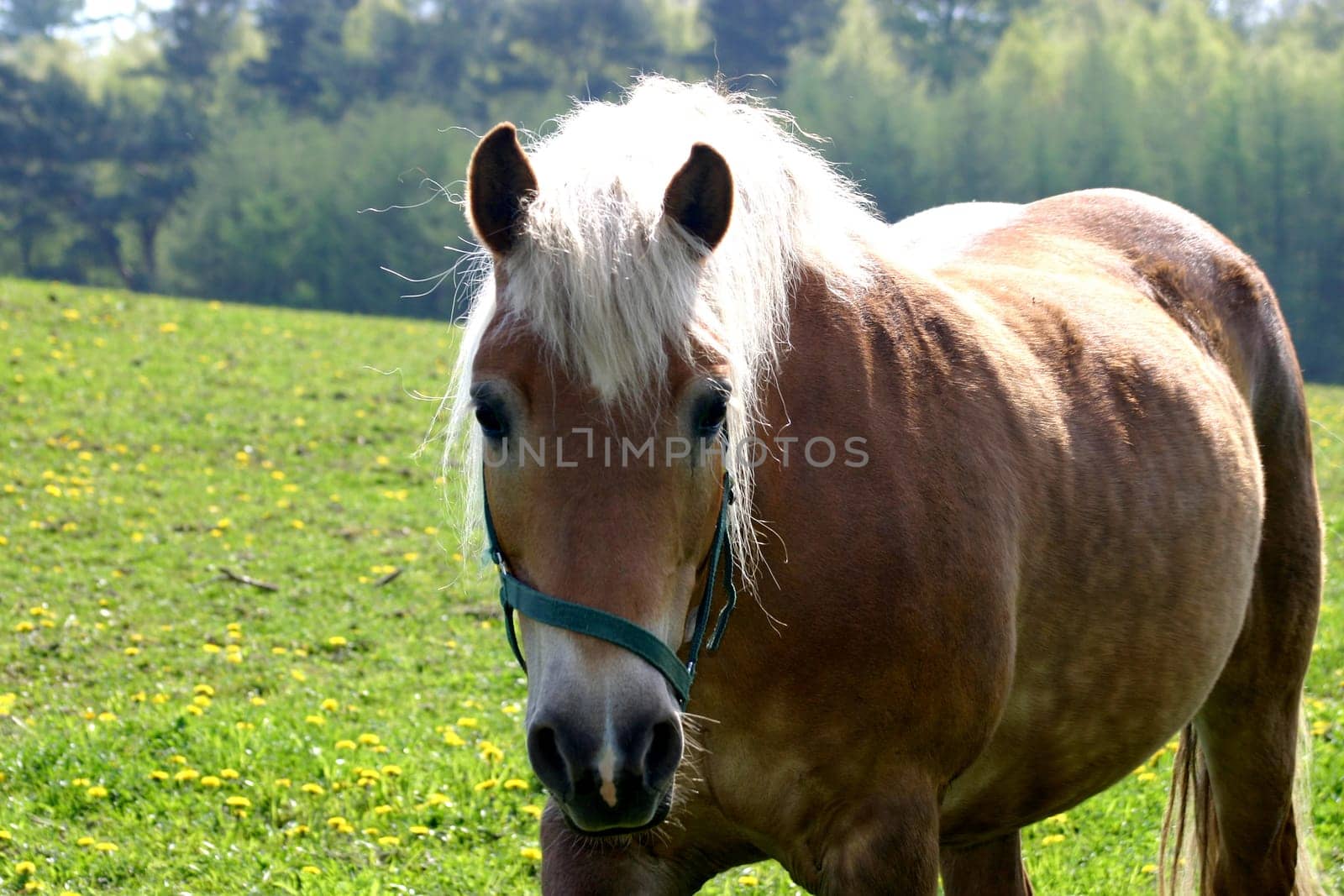 Horse 09