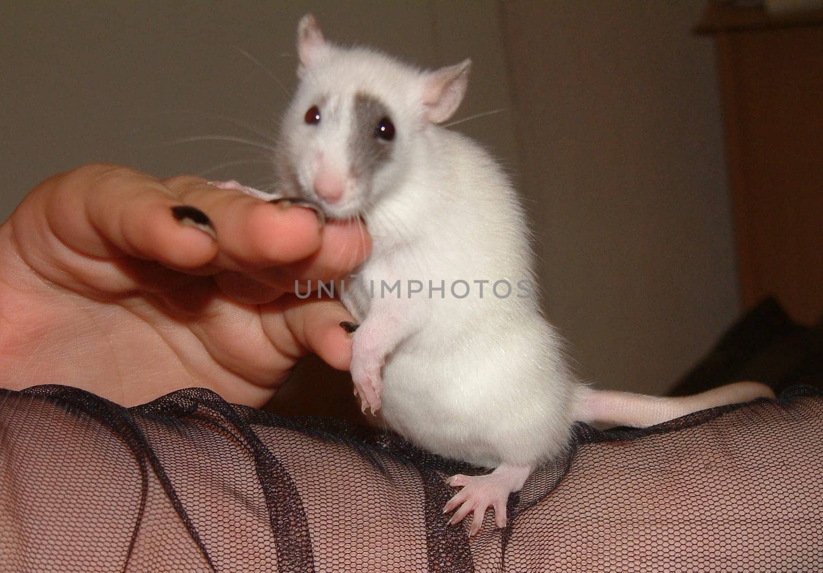 Small Rats Series. Lucy. This is the small one from the picture "take me with you""."