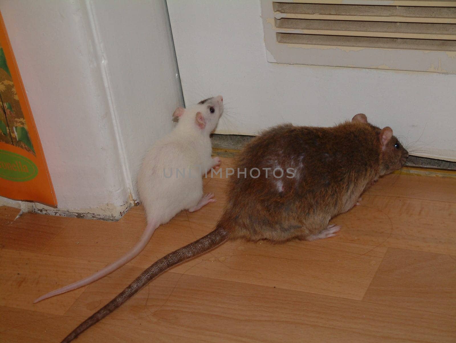 Small Rats Series.  Lucy and Nanny.