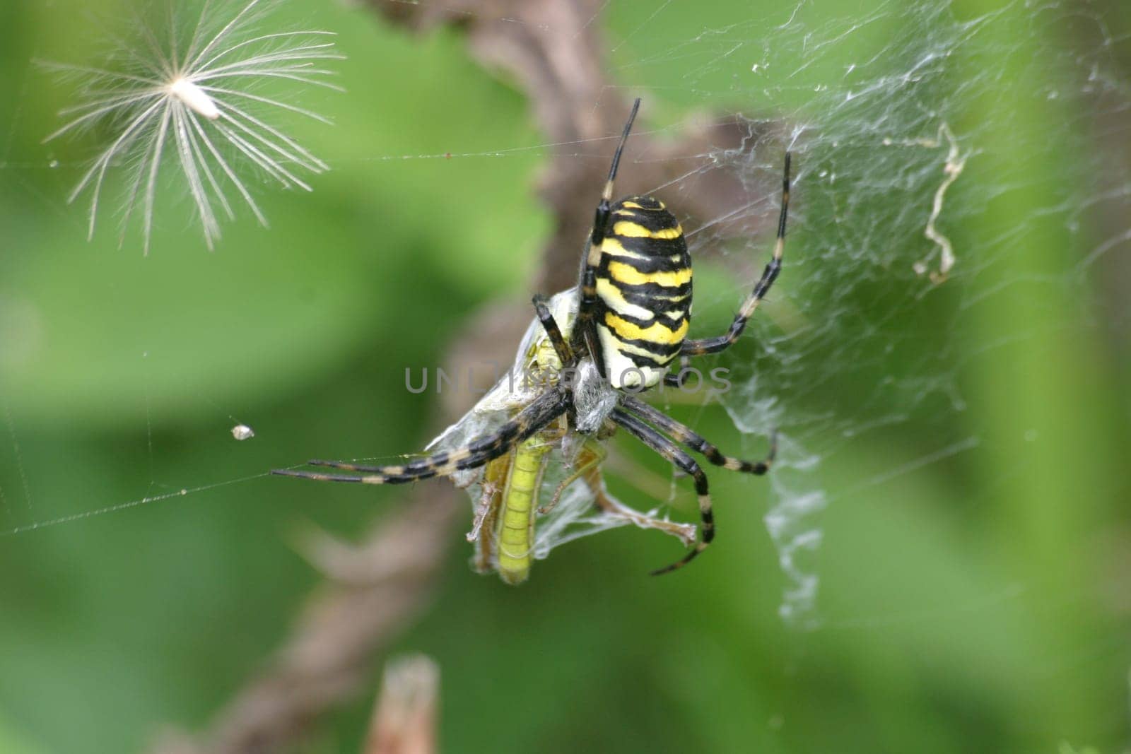 Wasp spider