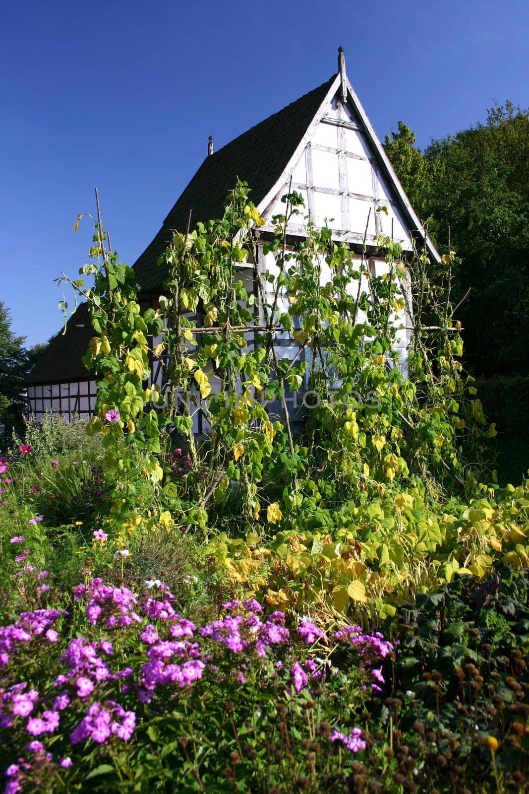 Cottage garden