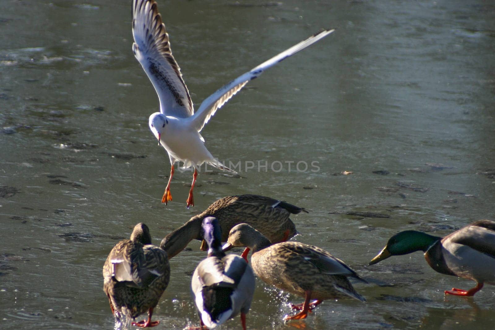 Seagull tries to steal the food from the ducks on a frozen lake. The pictures were taken in Schönbusch Park in Aschaffenburg,Bavaria. Continuous shooting 5 of 24