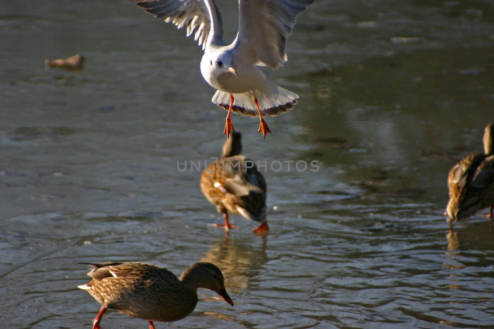 Seagull tries to steal the food from the ducks on a frozen lake. The pictures were taken in Schönbusch Park in Aschaffenburg,Bavaria. Continuous shooting 2 of 24