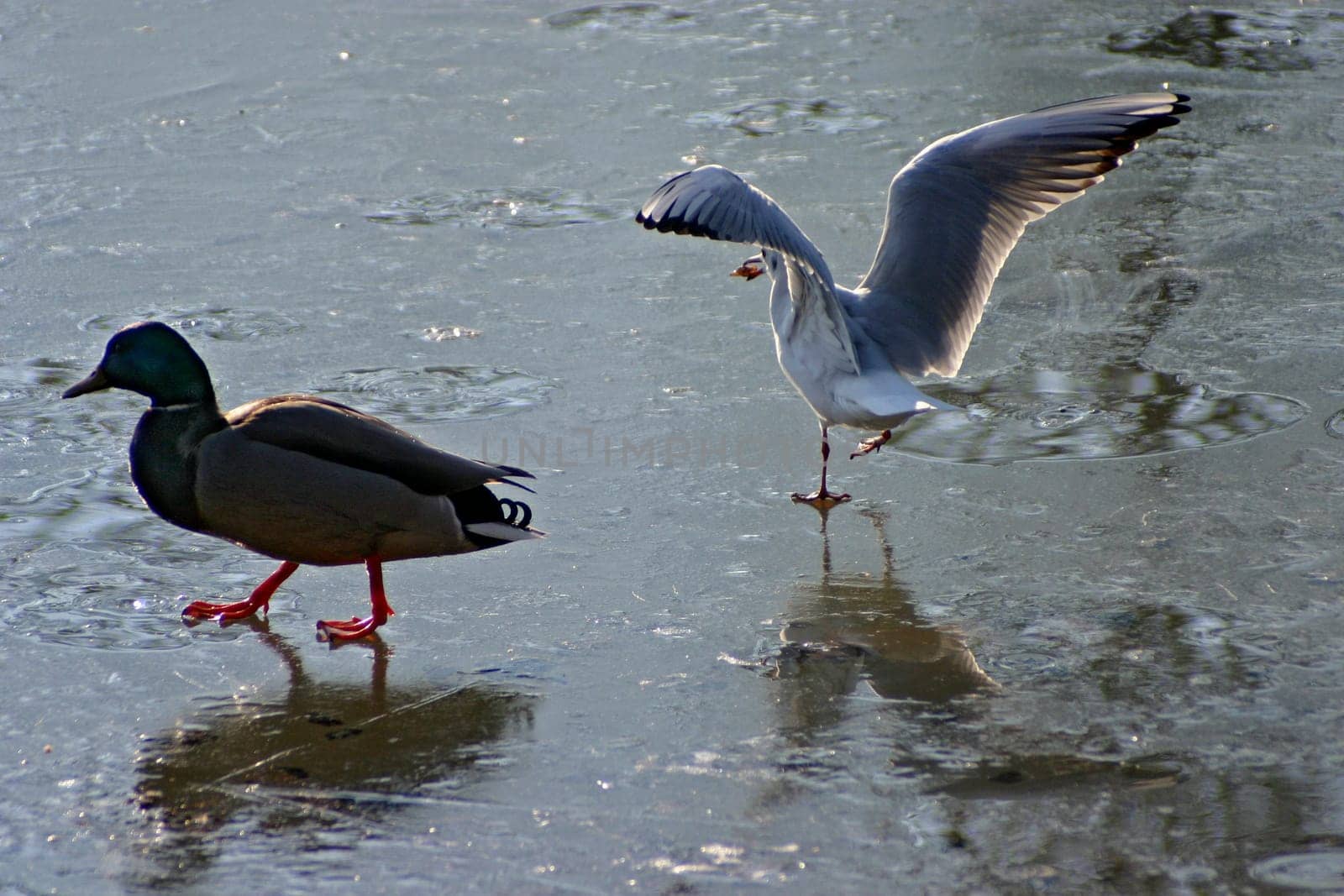 Seagull tries to steal the food from the ducks on a frozen lake. The pictures were taken in Schönbusch Park in Aschaffenburg,Bavaria. Continuous shooting 15 of 24