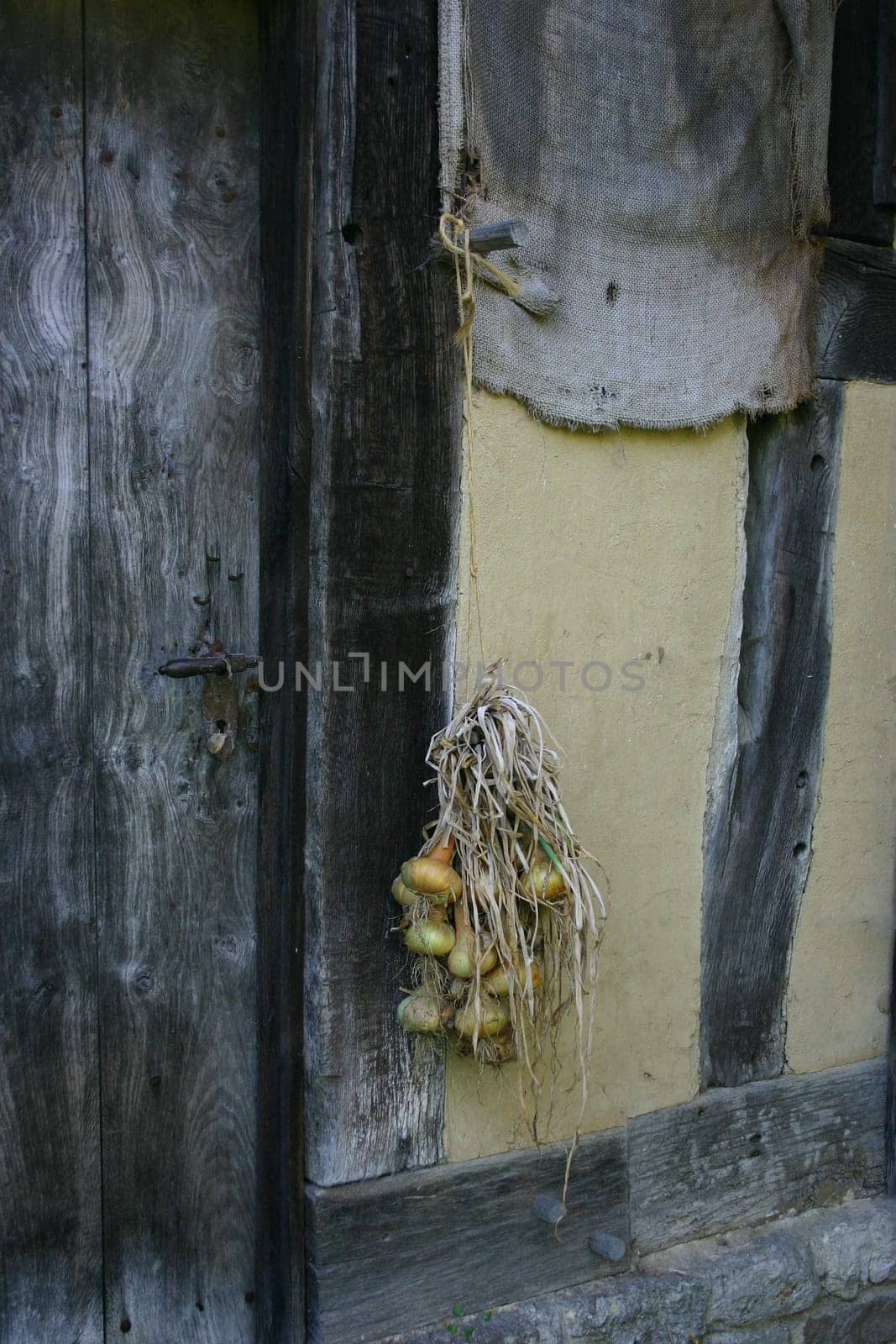 Onion bunch