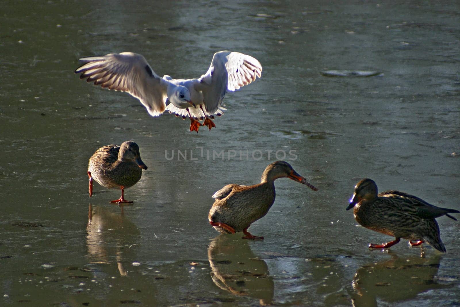 Seagull tries to steal the food from the ducks on a frozen lake. The pictures were taken in Schönbusch Park in Aschaffenburg,Bavaria. Continuous shooting 13 of 24