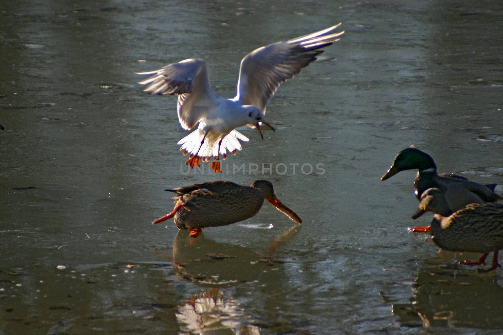 Seagull tries to steal the food from the ducks on a frozen lake. The pictures were taken in Schönbusch Park in Aschaffenburg,Bavaria. Continuous shooting 11 of 24