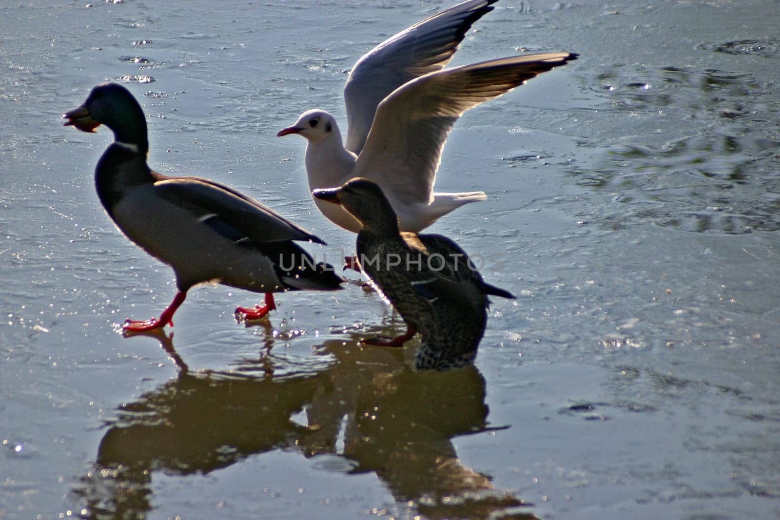 Seagull tries to steal the food from the ducks on a frozen lake. The pictures were taken in Schönbusch Park in Aschaffenburg,Bavaria. Continuous shooting 14 of 24