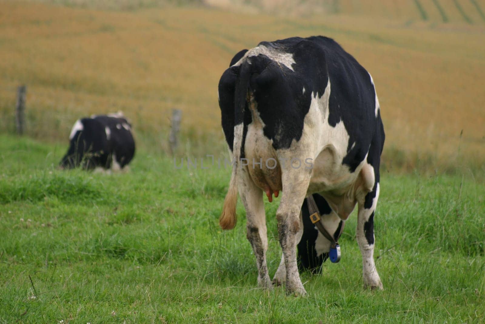 Black-spotted