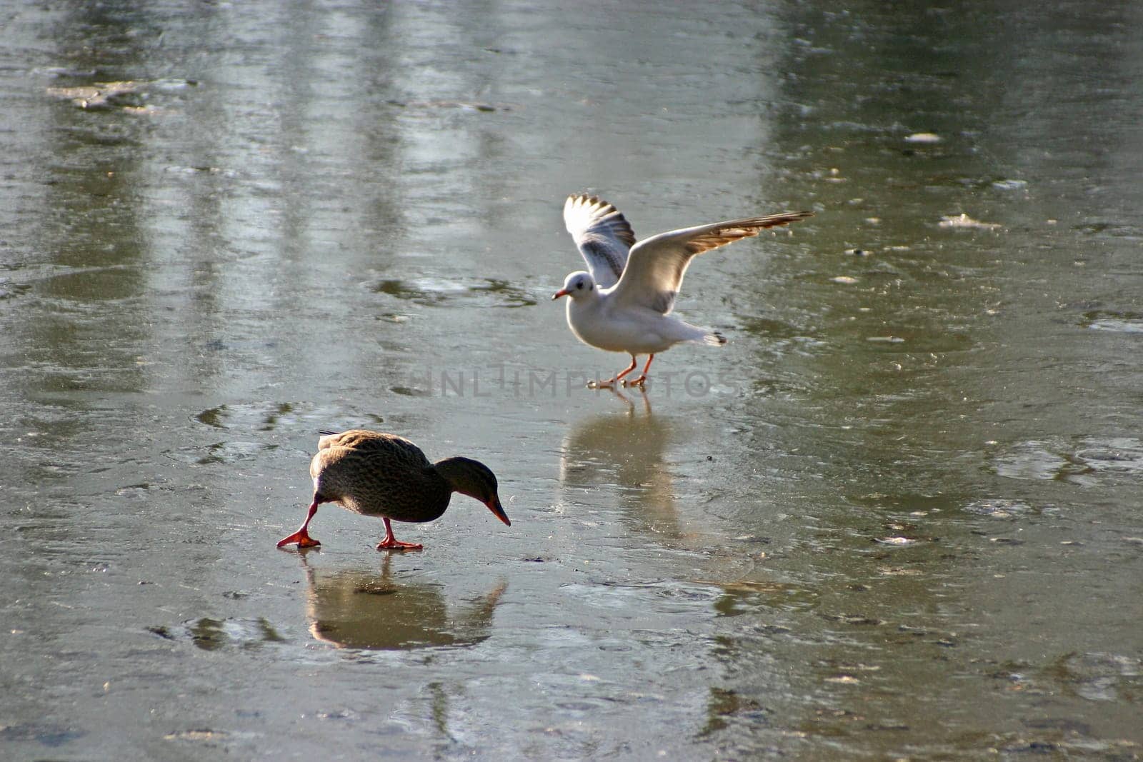Seagull tries to steal the food from the ducks on a frozen lake. The pictures were taken in Schönbusch Park in Aschaffenburg,Bavaria. Continuous shooting 20 of 24