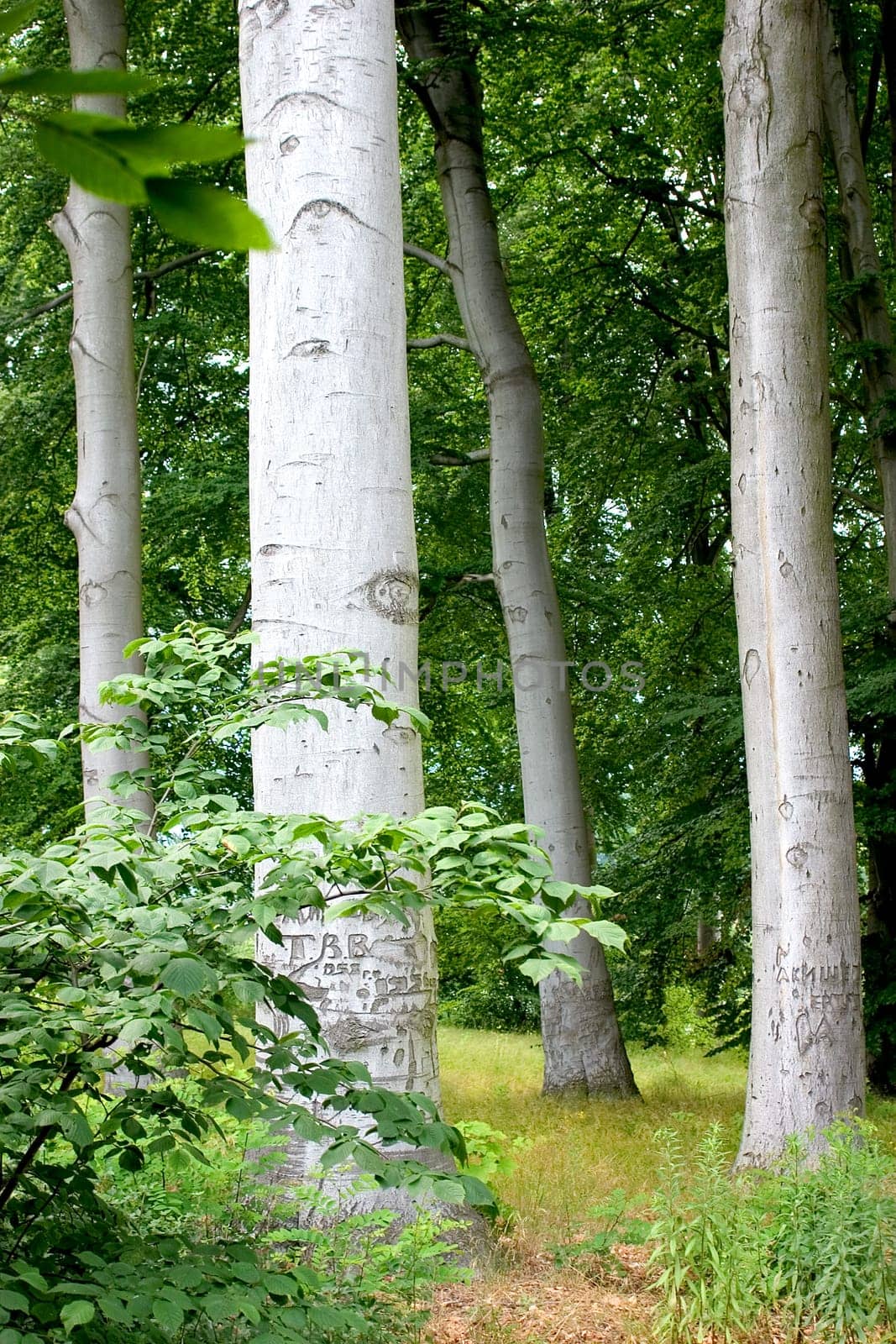 Silver Forest