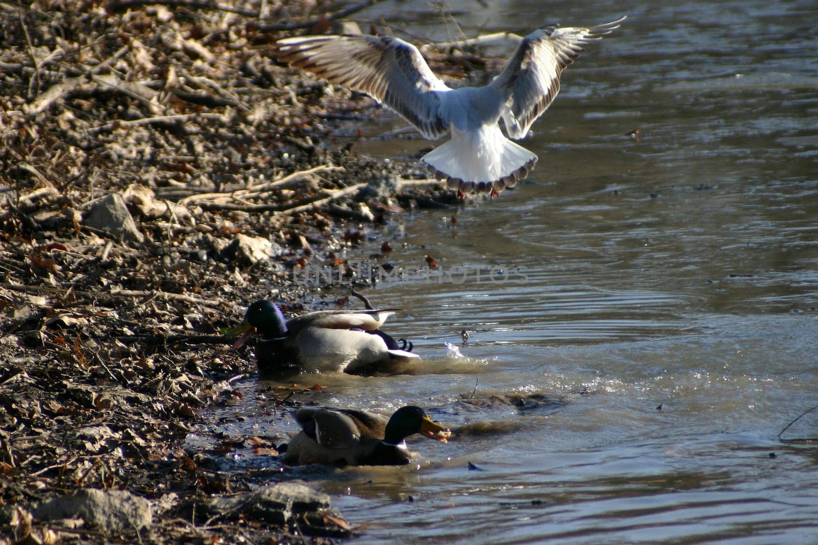 Seagull tries to steal the food from the ducks on a frozen lake. The pictures were taken in Schönbusch Park in Aschaffenburg,Bavaria. Continuous shooting 22 of 24
