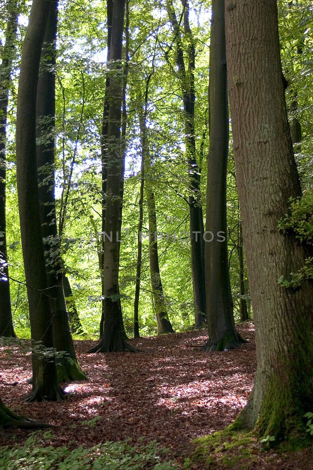 Backlit forest