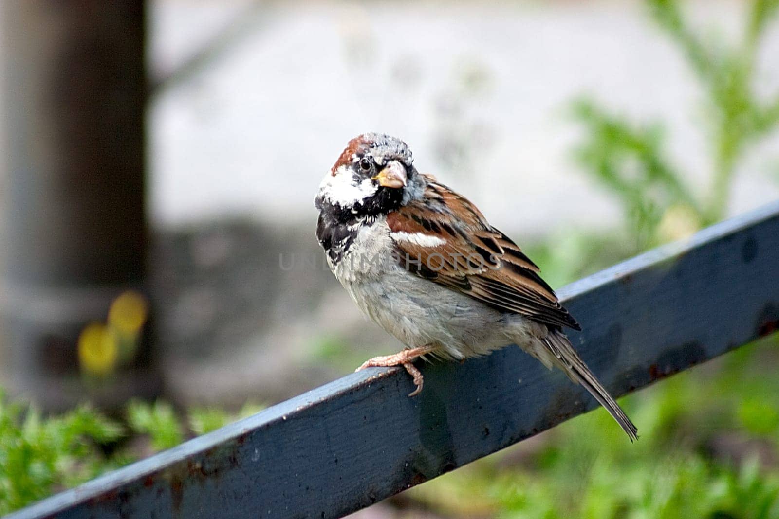 Sparrow