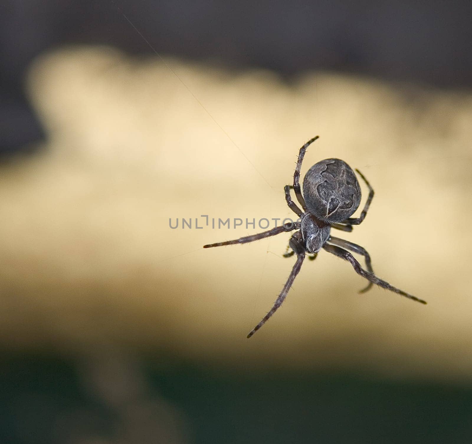 Spider 01